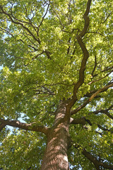 Big oak tree at summer season at sunny day