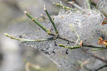 Tent caterpillar web on a bush