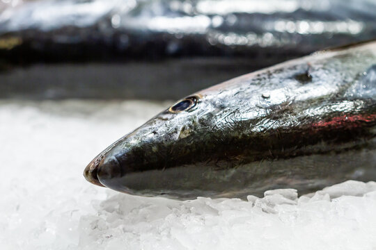Close-up shot of fresh mackerel(Scomber scombrus) in ice in fishmonger's store of Boqueria market