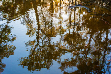 Trees Reflected in Alabama Swamp