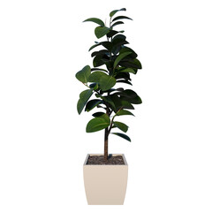 Front view of Plant ( Indoor Floor 1) Tree white background 3D Rendering Ilustracion 3D	