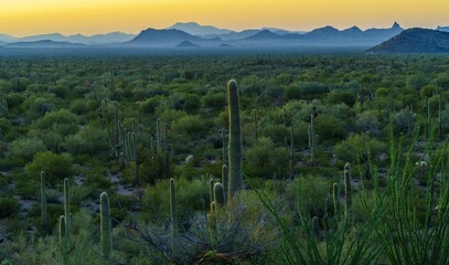 Twilight in the Sonoran Desert