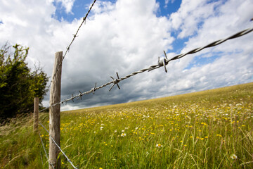 barbed wire fence and grass on a field - Powered by Adobe