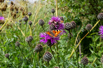 butterfly on a wildflower, summer