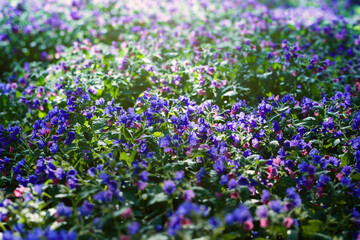 Obraz premium Lungwort close-up. Blue and purple inflorescences. Fields of blue Pulmonaria flowers in sunlight. Beautiful flowers on a blurred background. Floral spring wallpaper