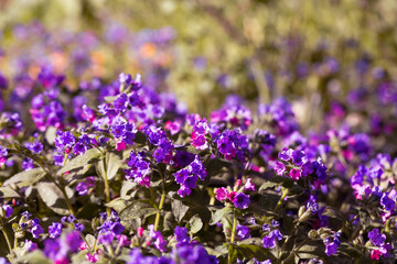Lungwort close-up. Violet and purple inflorescences. Fields of purple Pulmonaria flowers in sunlight. Beautiful flowers on a blurred background. Floral spring wallpaper