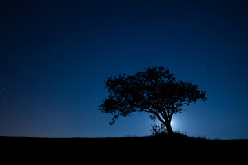 Silhouette of the lonely tree on the landscape under the stary sky in Italy
