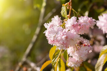 Cherry blossoms close up. Nature floral background. Pink sakura flowers in spring. Seasonal wallpaper. Cherry blossom branch on blurred background.