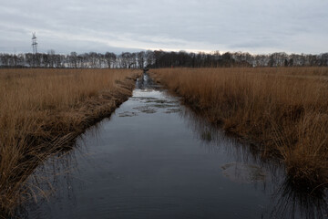 Pfeifengras (Molinia caerulea) Lengener Meer Hochmoorsee Uplengen Landkreis Leer Ostfriesland Niedersachsen