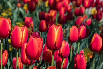 A magical field of tulips