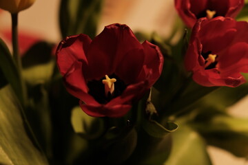 Rote Blume mit gelbem Stempel