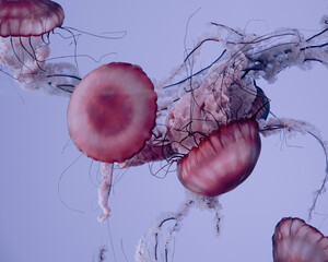 Closeup shot of several Jelly Fishes © Unknown Unknown308/Wirestock Creators