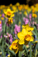 Fototapeta premium yellow daffodils in garden