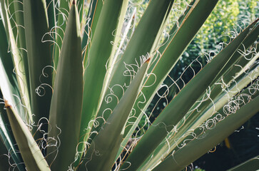 Detalle hojas de Aloe de yuca