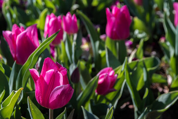 Tulips are always full of vibrant colors