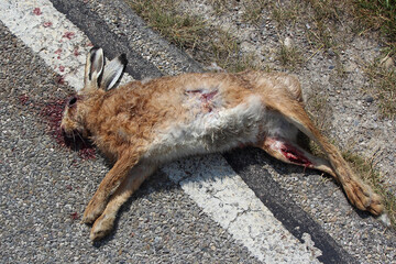 Feldhase / European hare / Lepus europaeus.
