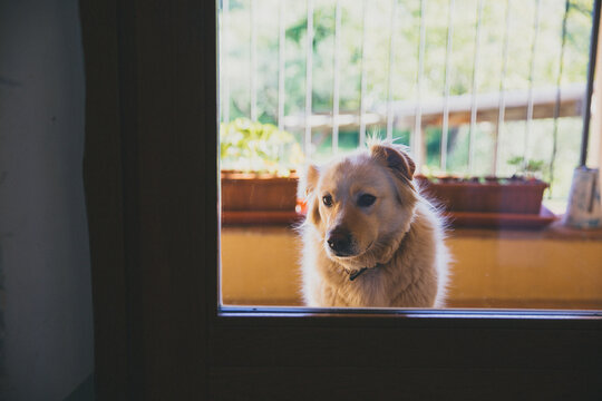 Cute Golden Retriever Behind A Glass Window