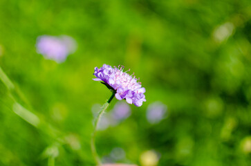 close-up of a purple flower in the green meadow