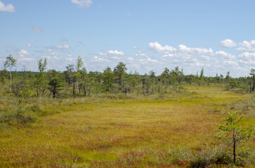 Fototapeta na wymiar landscape with swamp and trees