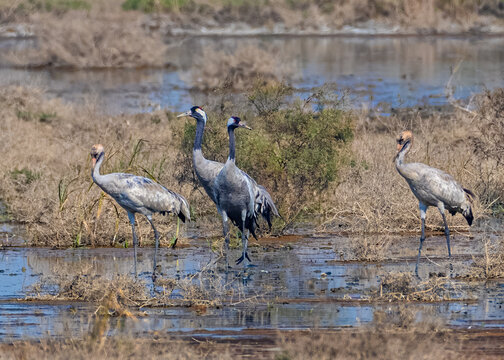 Crane birds waking in a wet field.