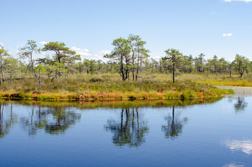 Fototapeta na wymiar tree on an island in a swamp lake