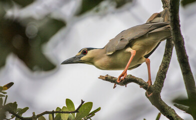bird on a branch
