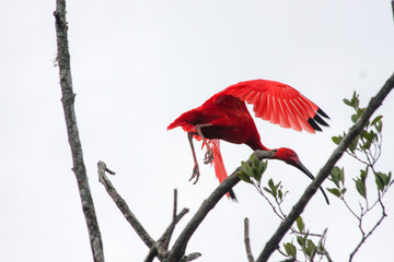 red cardinal in the forest