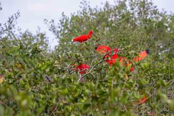 red birds in the woods