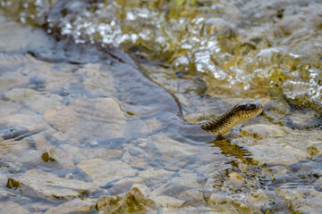 Northern Water Snake swimming in shallow water