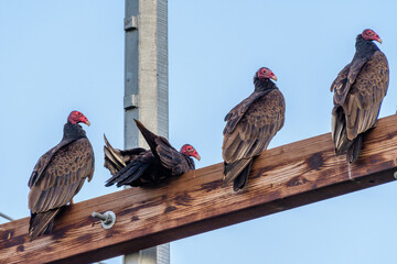 Four Turkey Vultures perching on electricity transmission tower