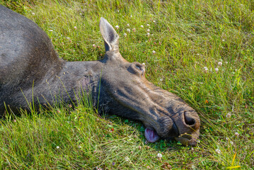 Dead roadkill moose lying on side of highway