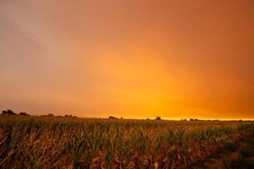 Summer wildfire smoke, 2020