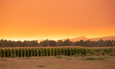 Summer wildfire smoke, 2020