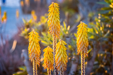 Close up of yellow Aloe Vear flowers at sunset