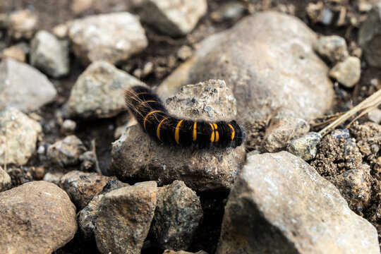 Closeup shot of a black and yellow worm on a stone