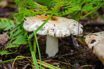 white mushroom under green fern