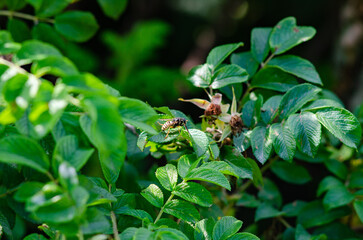 fly on a green leaf in the green garden