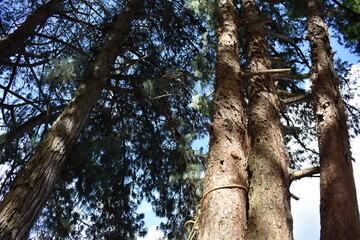 trunk of a tree