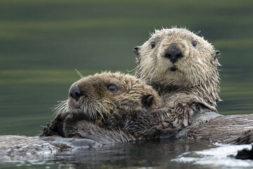 Selective focus shot of two sea otters hugging each other in the lake