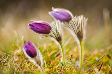 Im Frühling treibt aus dem Waldboden die gewöhnliche Kuhschelle aus und zeigt deren lila bis magenta farbige Blüten. Der Frühblüher wirkt weich durch die Haare der Stengel.