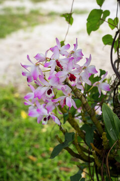 Dendrobium nobile in a garden