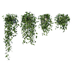 Front view of Tree (Hanging Creepers Plants 1) Plant white background 3D Rendering Ilustracion 3D	