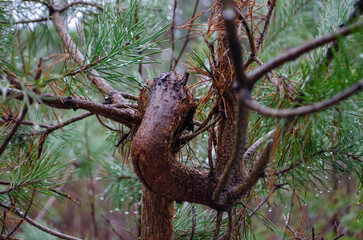 hooked pine trunk