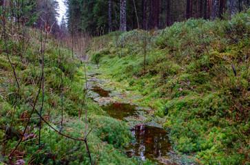 ditch with water in the forest