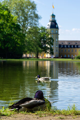 Vertical shot of a duck sitting near the lake with the Karlsruhe Palace in the background