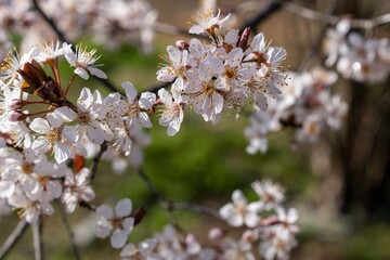 春を告げる桜の写真