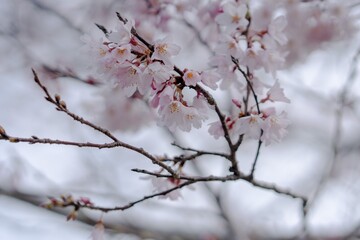 春を告げる桜の写真
