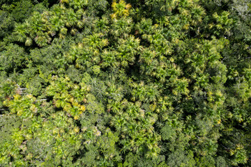 Fototapeta na wymiar Aerial view of the tree canopy of a tropical forest, this ecosystem consists of many palm trees named Moriche or Morete, Mauritia flexuosa, and can be found throughout the Amazon rainforest