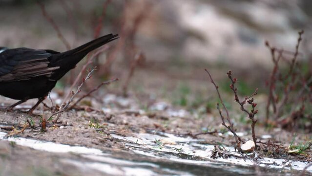 3 a black bird Turdus merula with an orange beak stands on the ground and eats ice