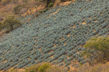 Plantio de agave azul